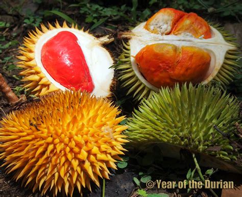 Philippine Durian Varieties .